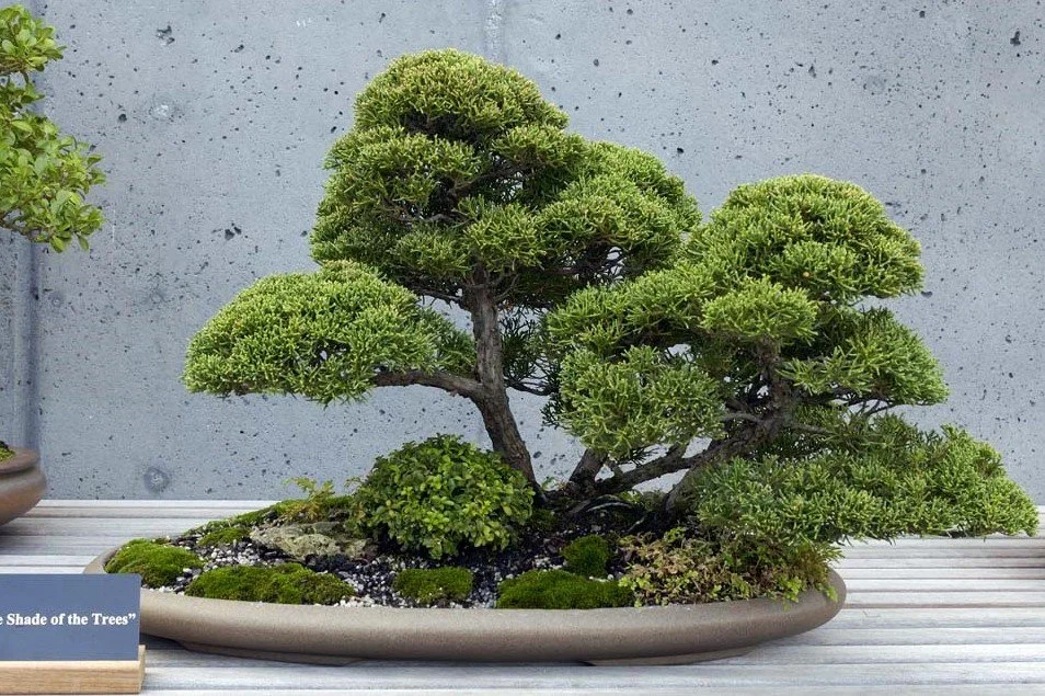 Rest in the Shade of the Trees — The Curator's Journal